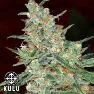 Kulu Seeds Turbo Diesel